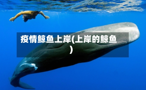 疫情鲸鱼上岸(上岸的鲸鱼)