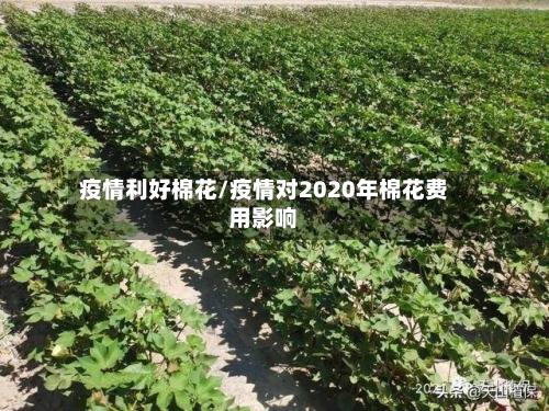 疫情利好棉花/疫情对2020年棉花费用影响-第2张图片