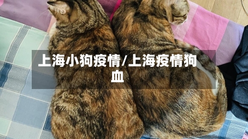 上海小狗疫情/上海疫情狗血-第2张图片