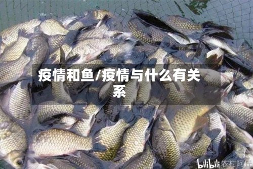 疫情和鱼/疫情与什么有关系-第2张图片