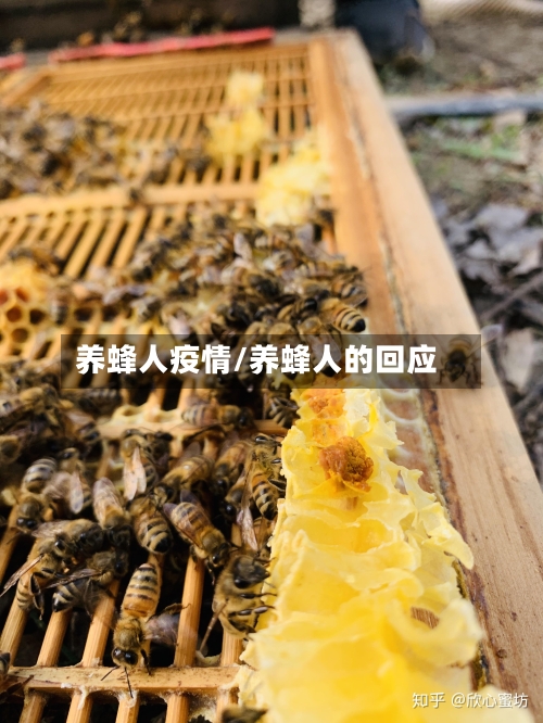 养蜂人疫情/养蜂人的回应-第3张图片