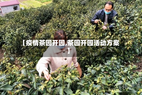 【疫情茶园开园,茶园开园活动方案】