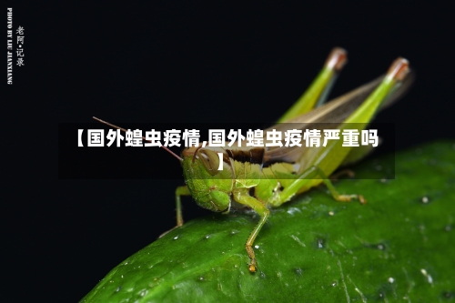 【国外蝗虫疫情,国外蝗虫疫情严重吗】