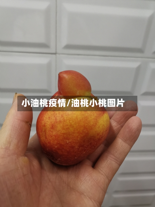 小油桃疫情/油桃小桃图片-第3张图片